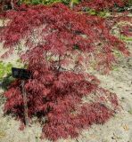 Acer palmatum. Молодое растение (f. dissectum, культивар 'Atropurpureum'). Испания, г. Мадрид, Королевский ботанический сад, в культуре. 18.04.2018.