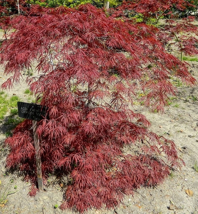 Image of Acer palmatum specimen.