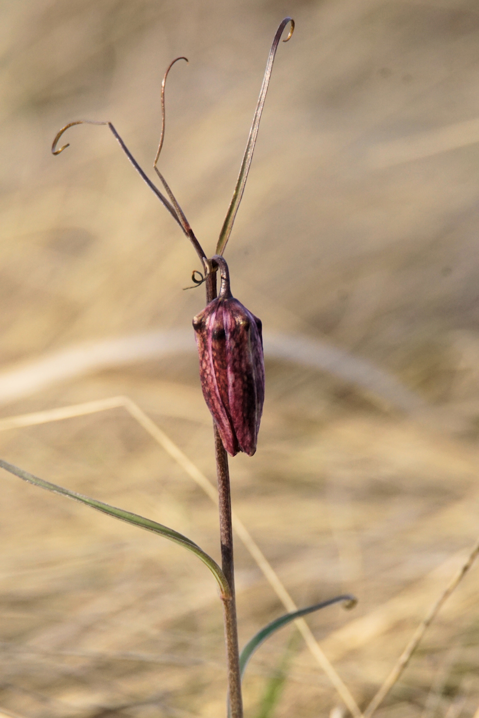 Image of Fritillaria ruthenica specimen.