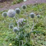 Echinops sphaerocephalus