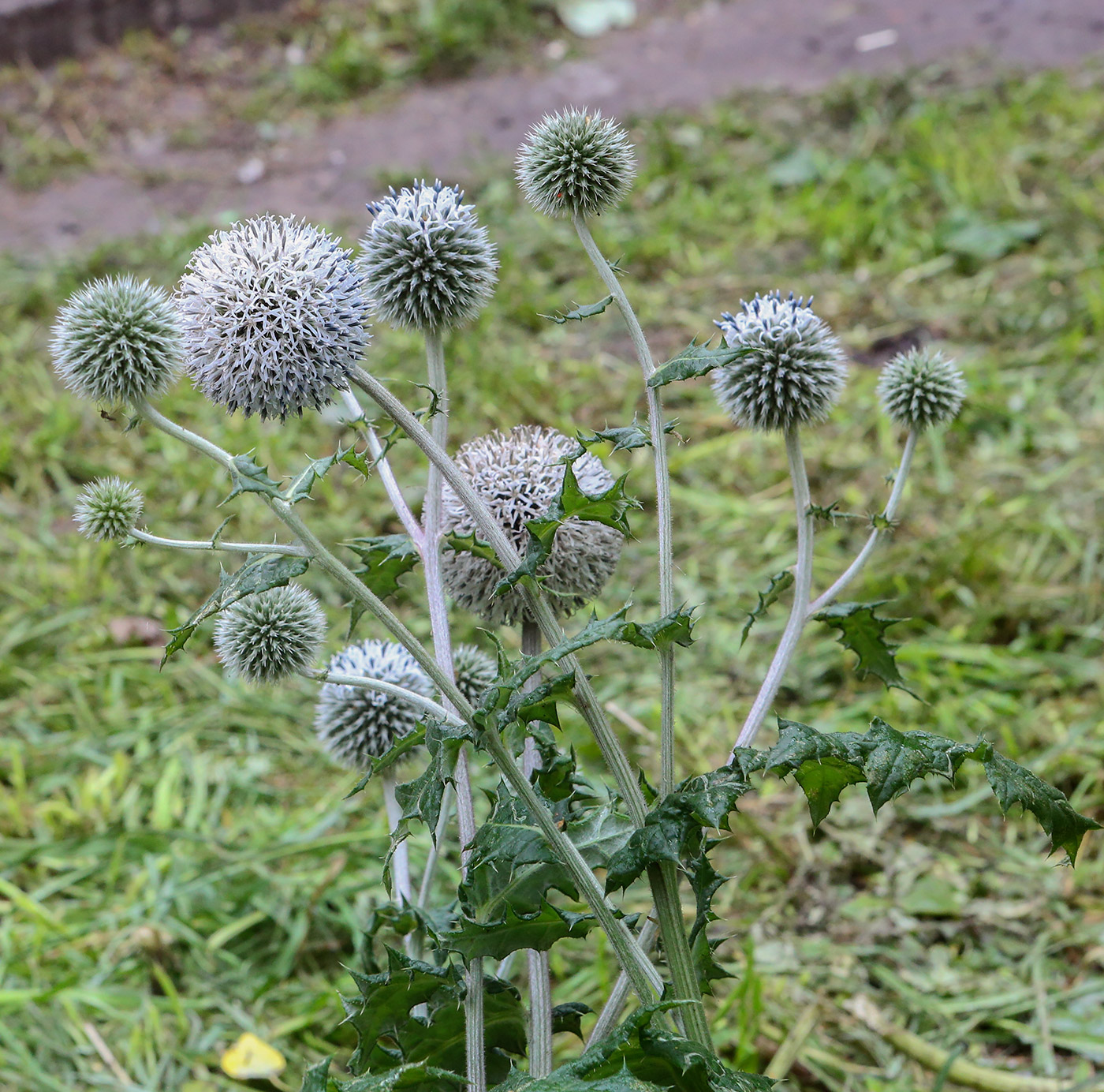 Image of Echinops sphaerocephalus specimen.