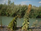 Verbascum thapsus