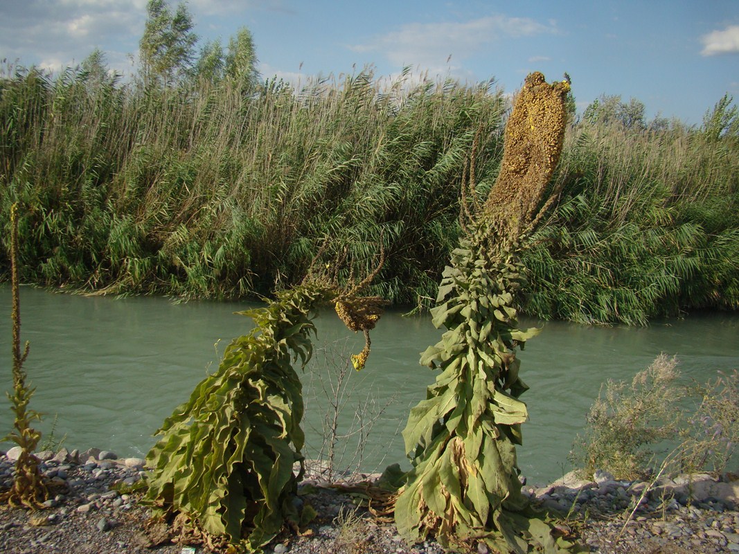 Изображение особи Verbascum thapsus.