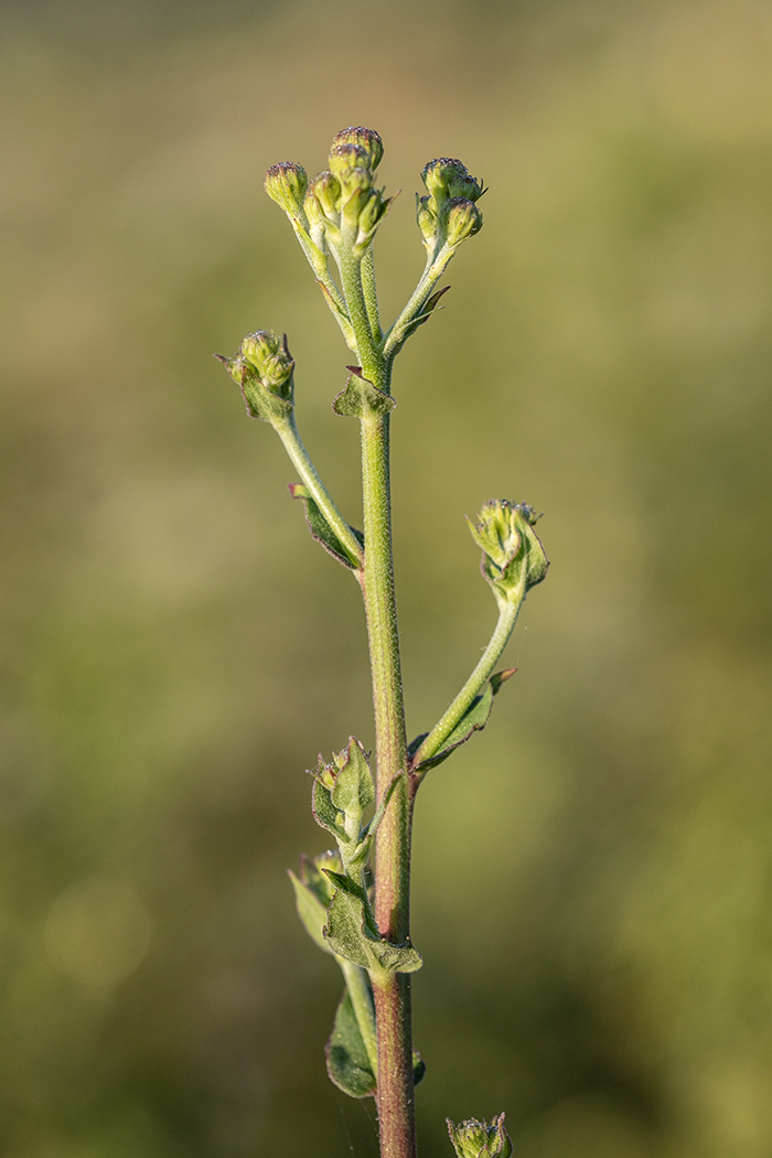 Image of Hieracium virosum specimen.