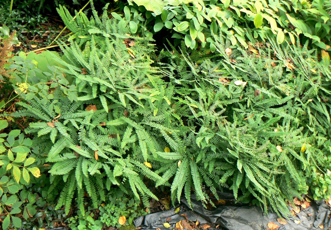 Image of Adiantum pedatum specimen.