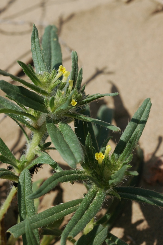 Image of Arnebia decumbens specimen.