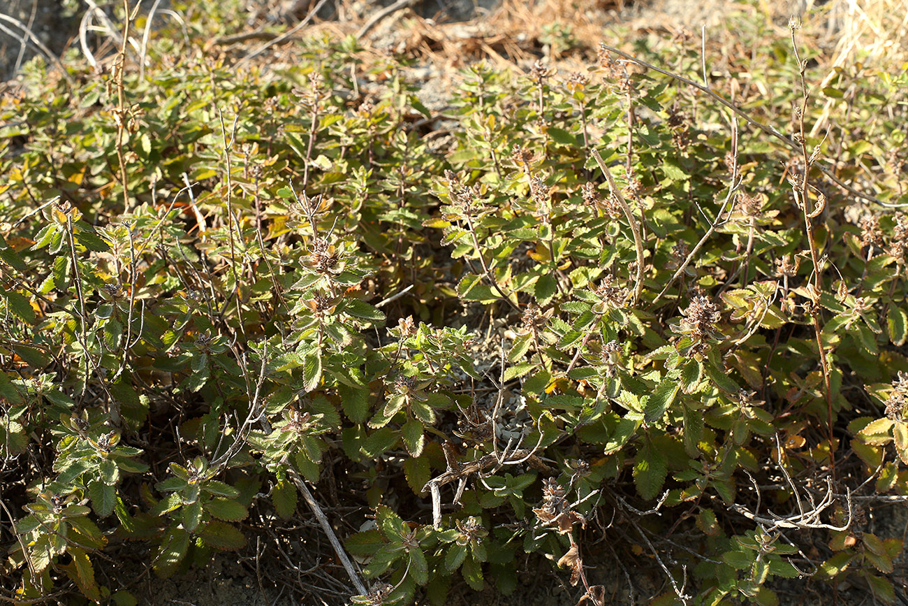 Изображение особи род Teucrium.