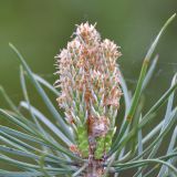 Pinus sylvestris. Развивающаяся мутовка на верхушке основного побега молодого растения. Кировская обл., г. Кирово-Чепецк, лесопарк, полянка под ВЛЭП. 15.05.2019.