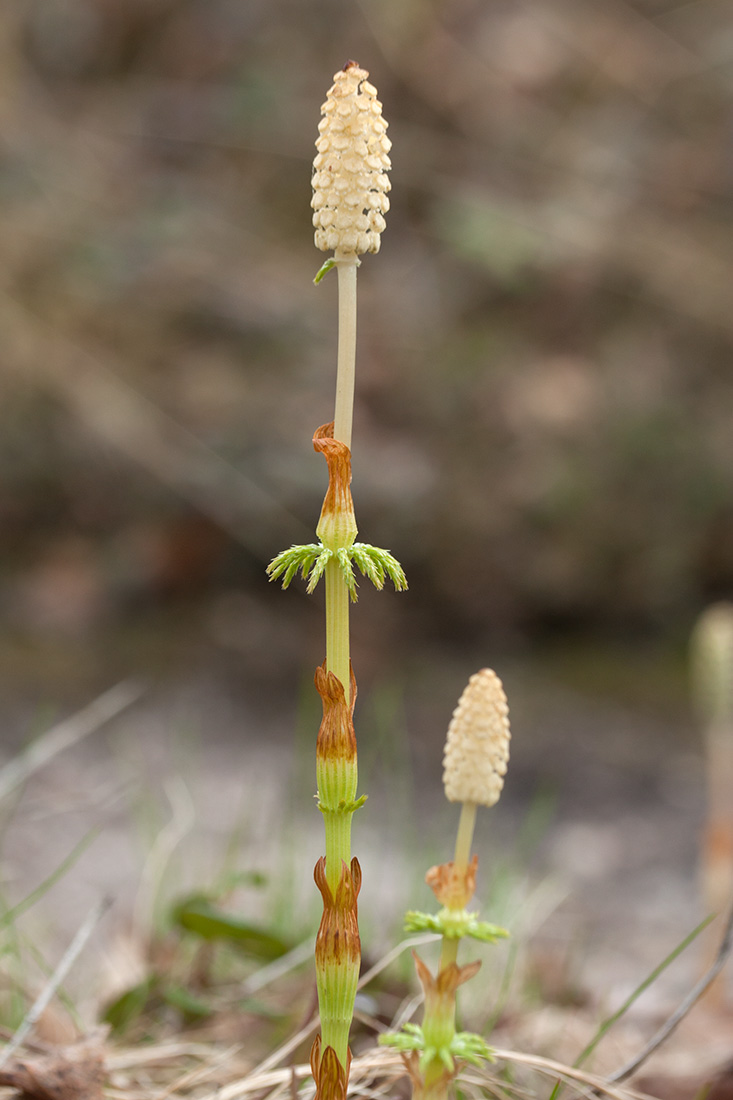 Изображение особи Equisetum sylvaticum.