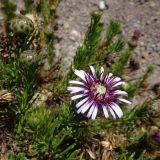 Gypothamnium pinifolium