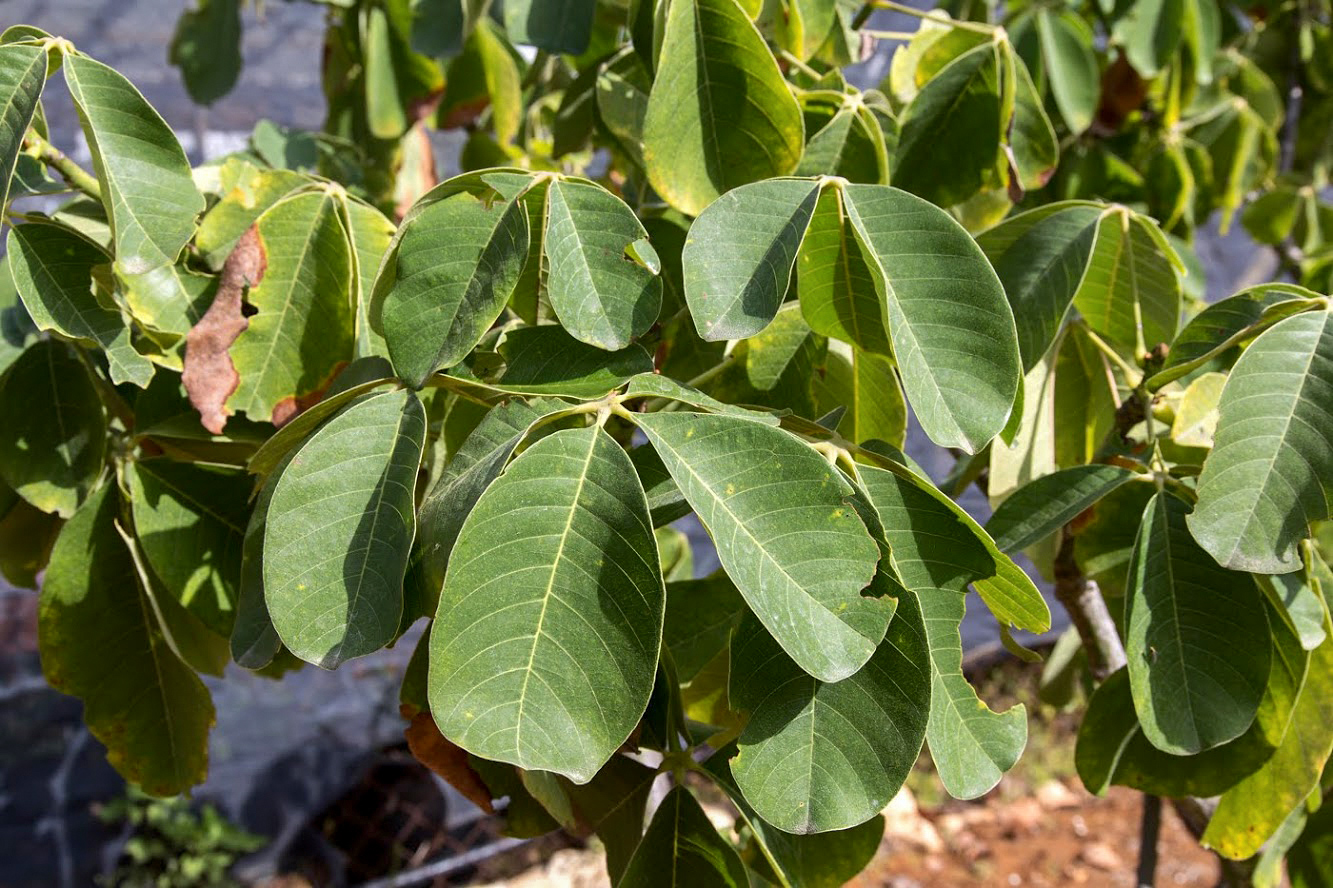 Изображение особи Pseudobombax ellipticum.