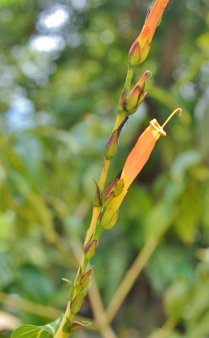 Image of genus Sanchezia specimen.