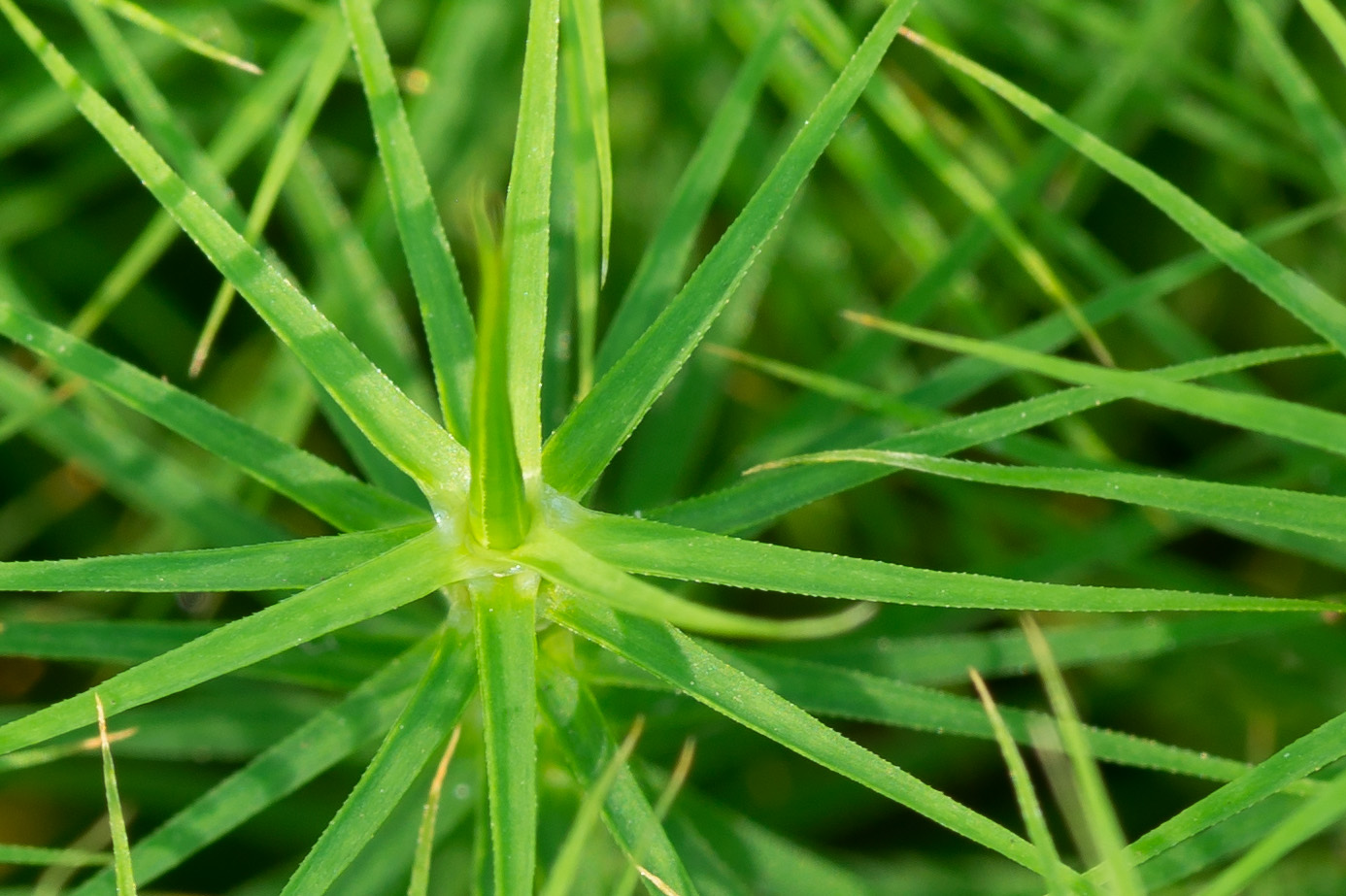 Изображение особи Polytrichum commune.