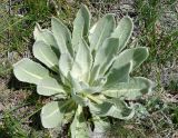 Verbascum songaricum. Вегетирующее растение. Кыргызстан, Чуйская обл., Панфиловский р-н, Суусамырская долина. 24.05.2019.