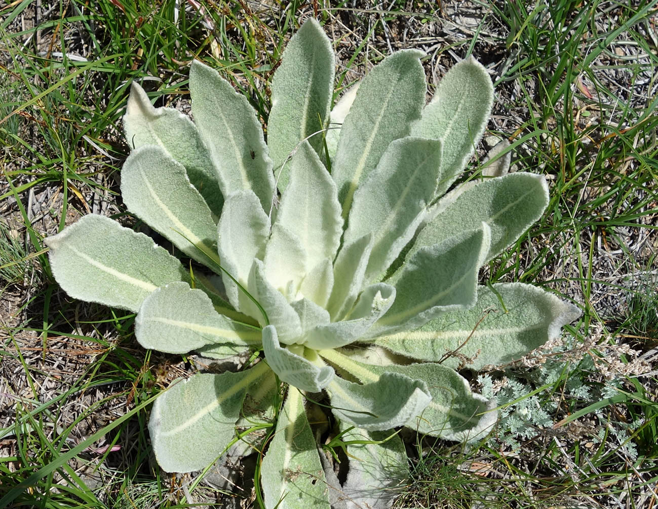 Image of Verbascum songaricum specimen.