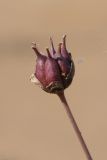 Butomus umbellatus