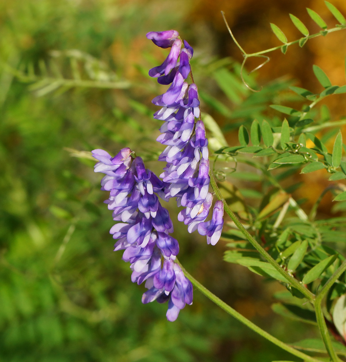 Image of Vicia tenuifolia specimen.