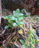 Draba borealis