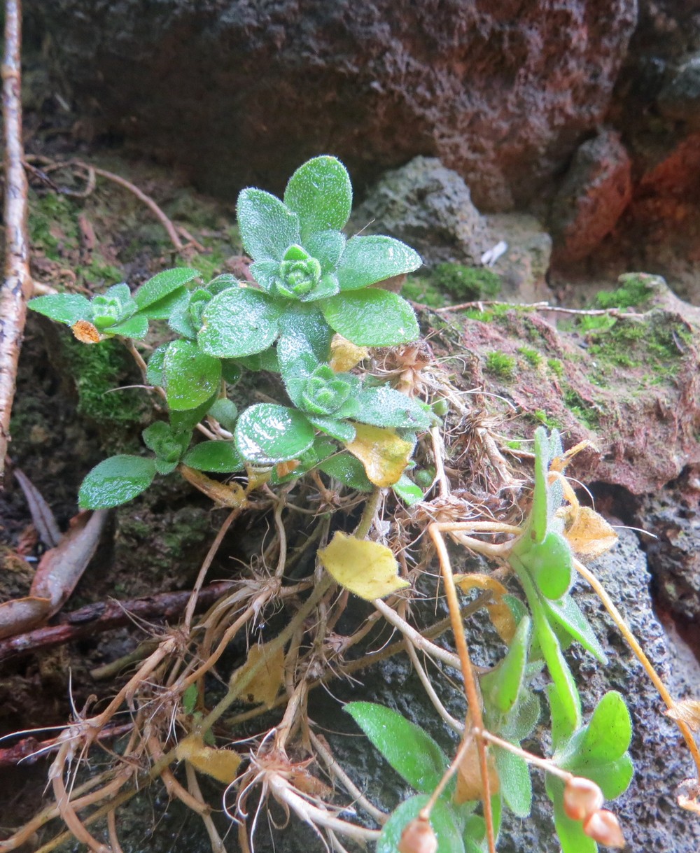 Изображение особи Draba borealis.