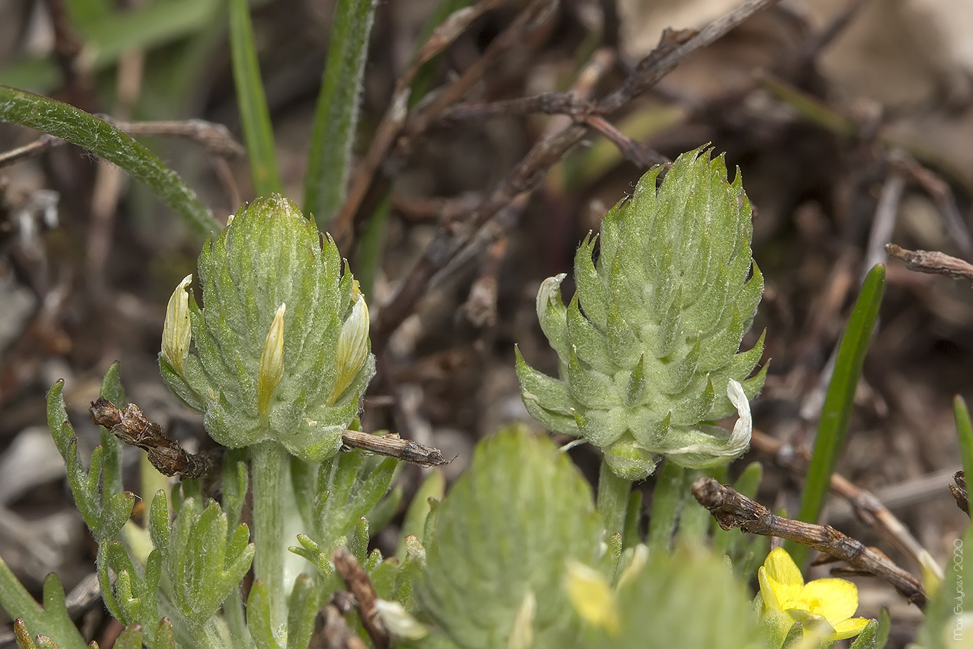 Изображение особи Ceratocephala falcata.