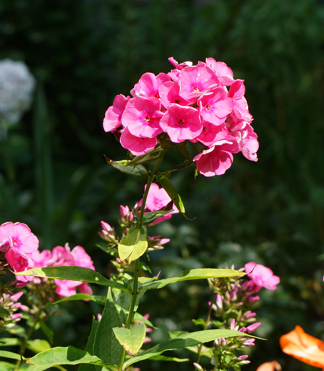 Image of Phlox paniculata specimen.