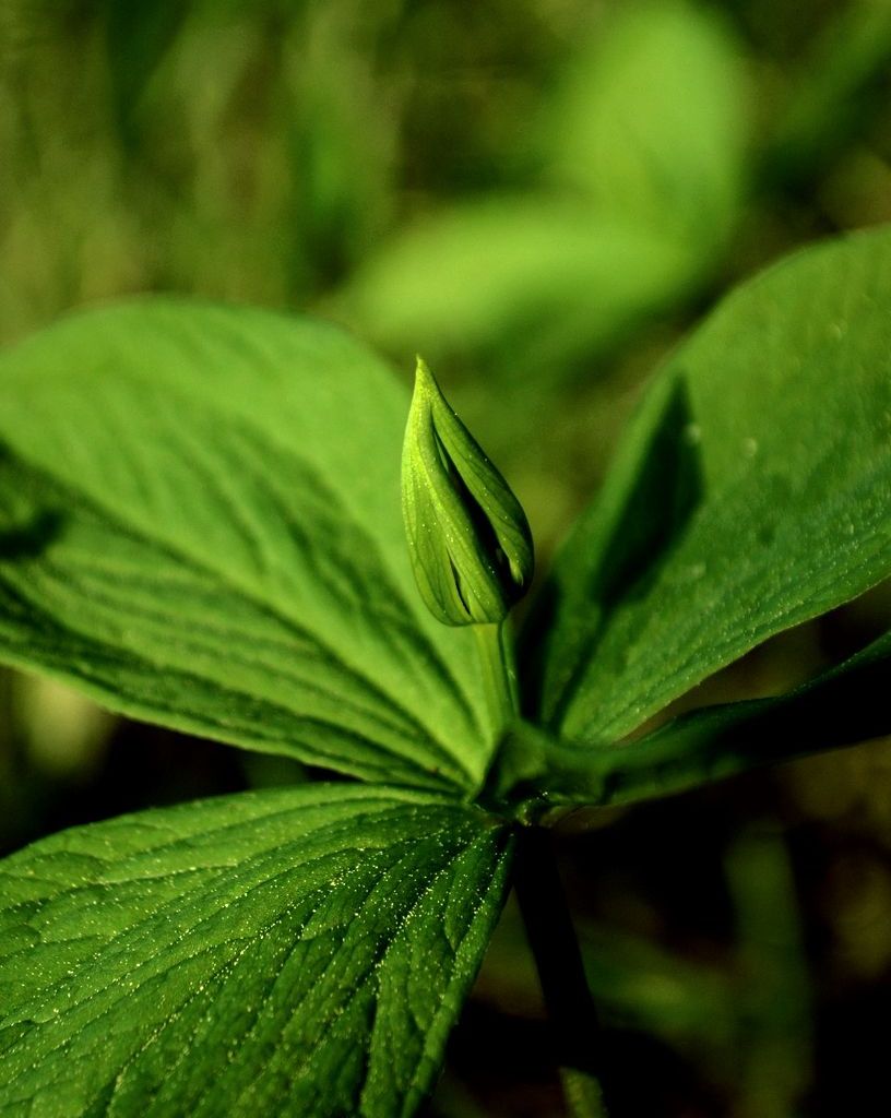 Изображение особи Paris quadrifolia.