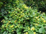 Thladiantha dubia