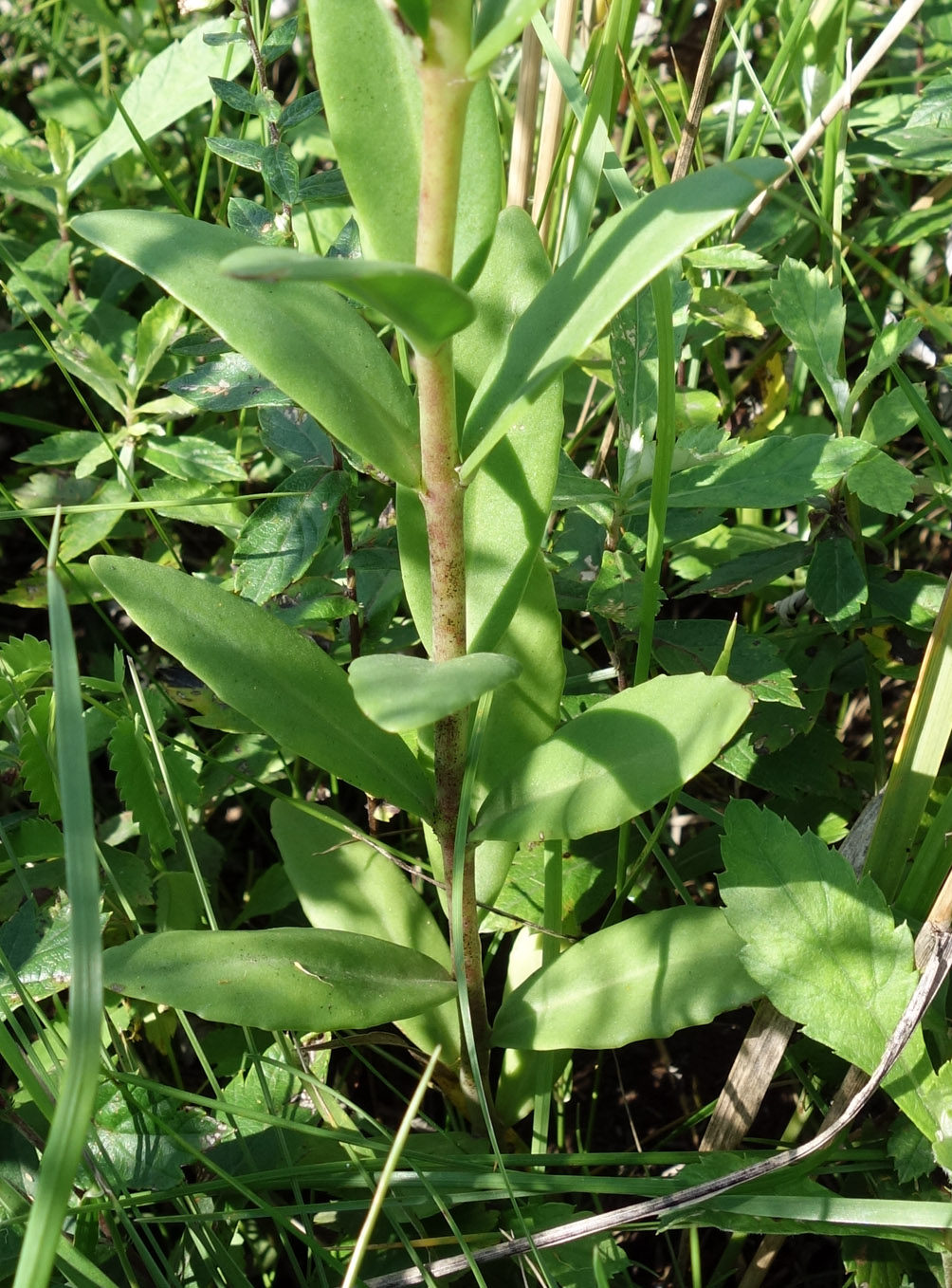 Изображение особи Hylotelephium pallescens.