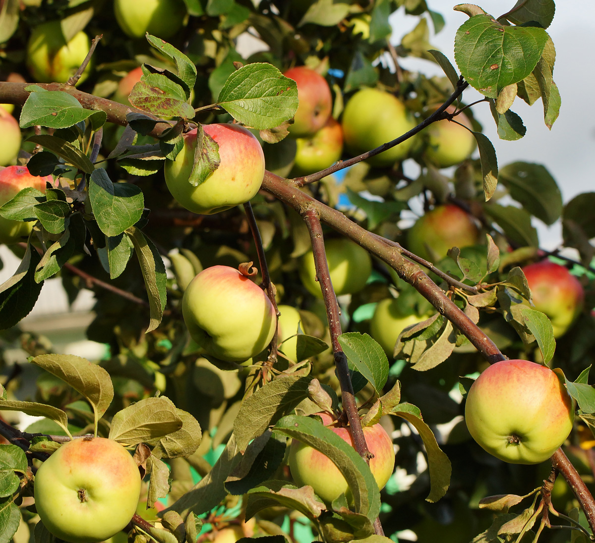 Изображение особи Malus domestica.