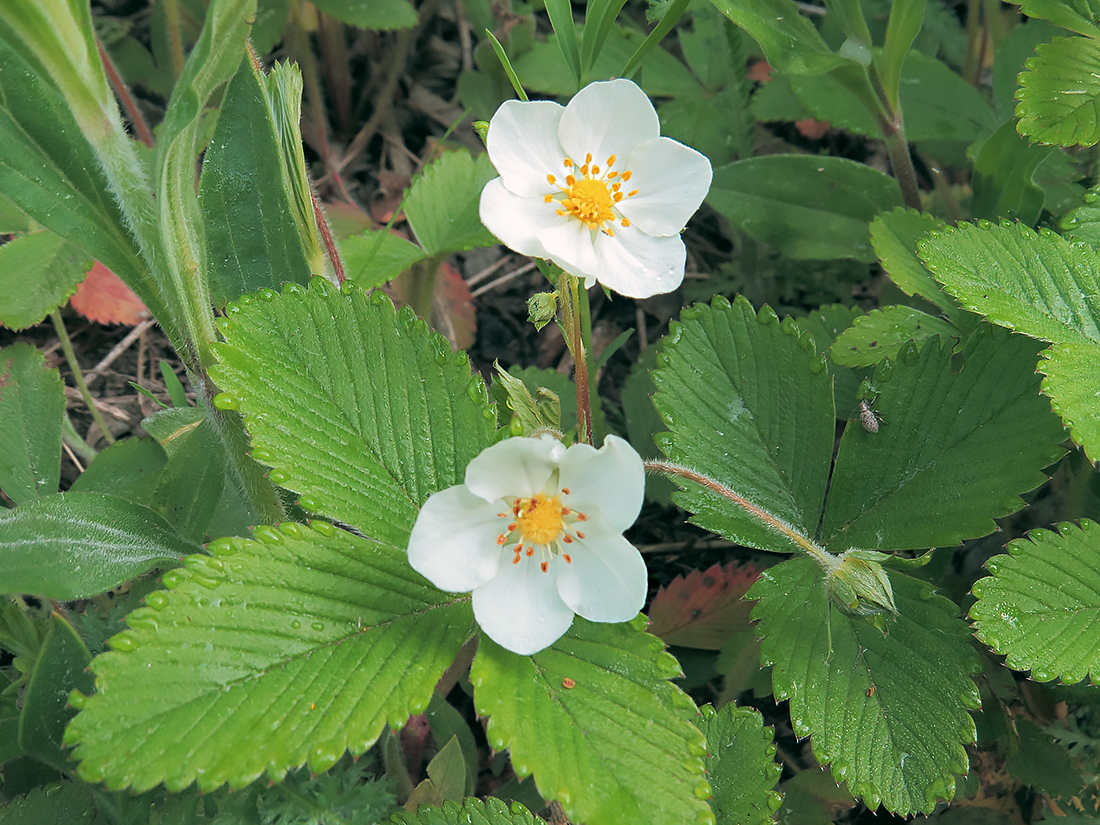 Изображение особи Fragaria viridis.