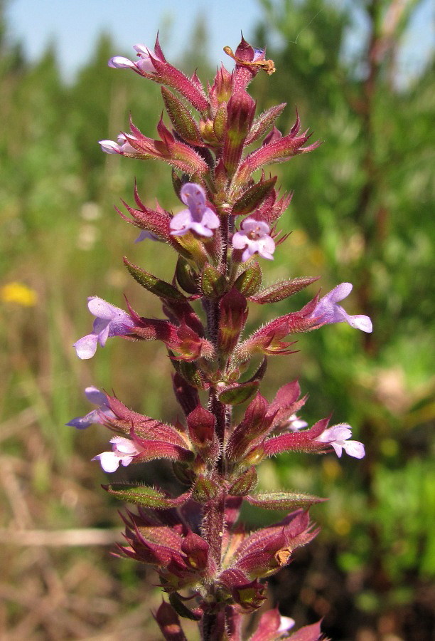 Image of Dracocephalum thymiflorum specimen.