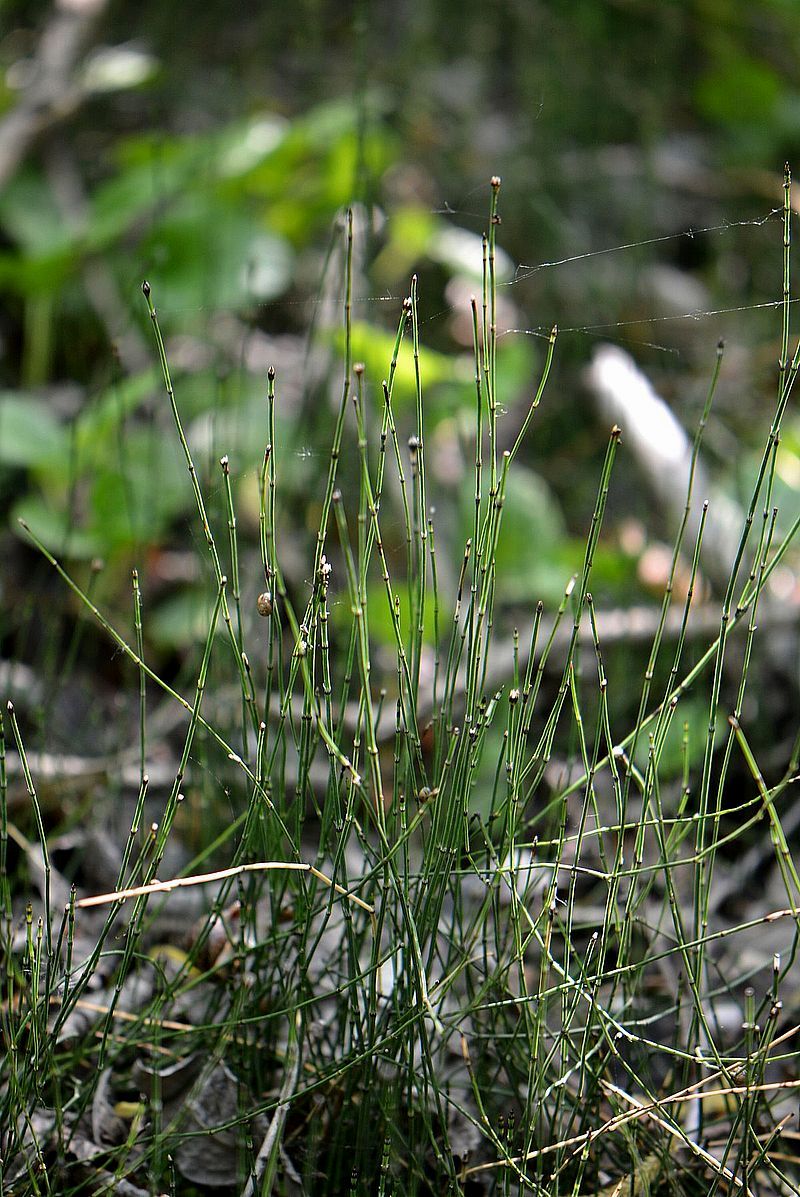 Изображение особи Equisetum variegatum.