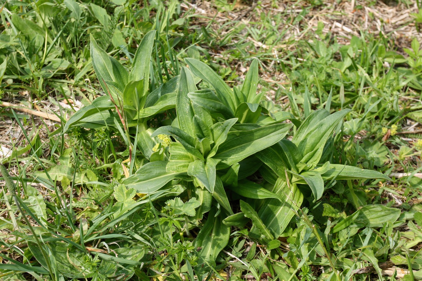 Изображение особи Gentiana cruciata.