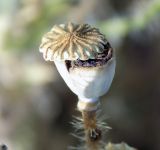 Papaver rhoeas