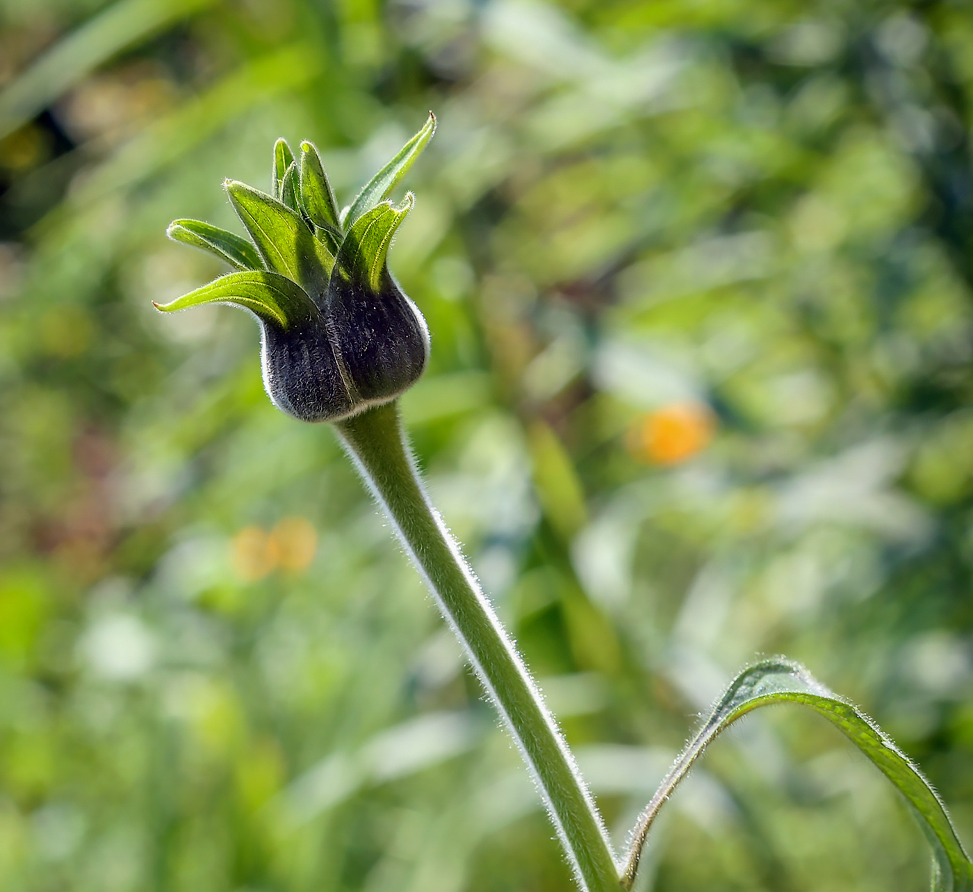 Изображение особи Tithonia rotundifolia.