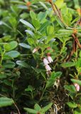 Vaccinium vitis-idaea. Цветущее растение. Приморский край, Партизанский р-н, гора Ольховая, выс. 1600 м н.у.м., горная тундра. 29.07.2020.