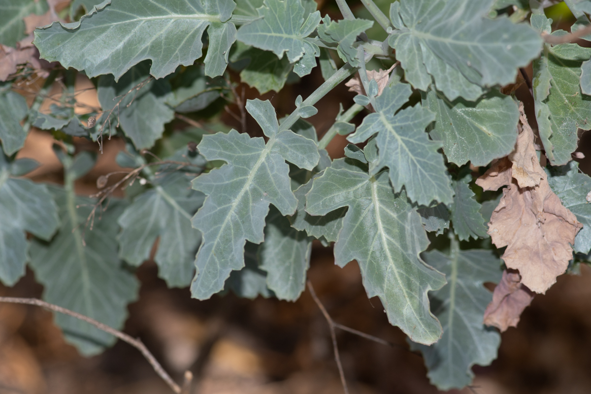 Image of Crambe sventenii specimen.