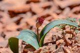 Allium подвид henrikii