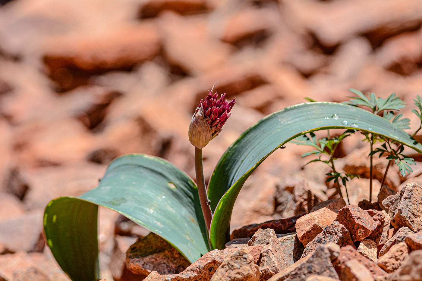 Image of Allium karataviense ssp. henrikii specimen.