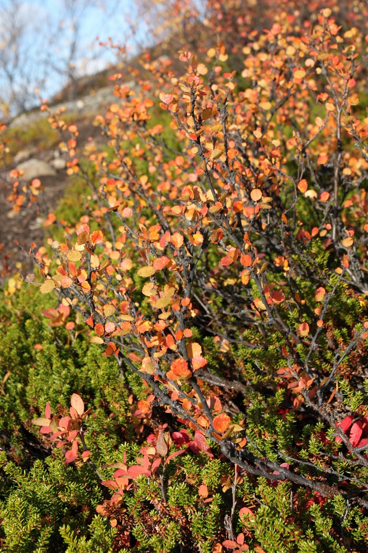 Image of Betula nana specimen.