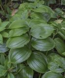 род Polygonatum