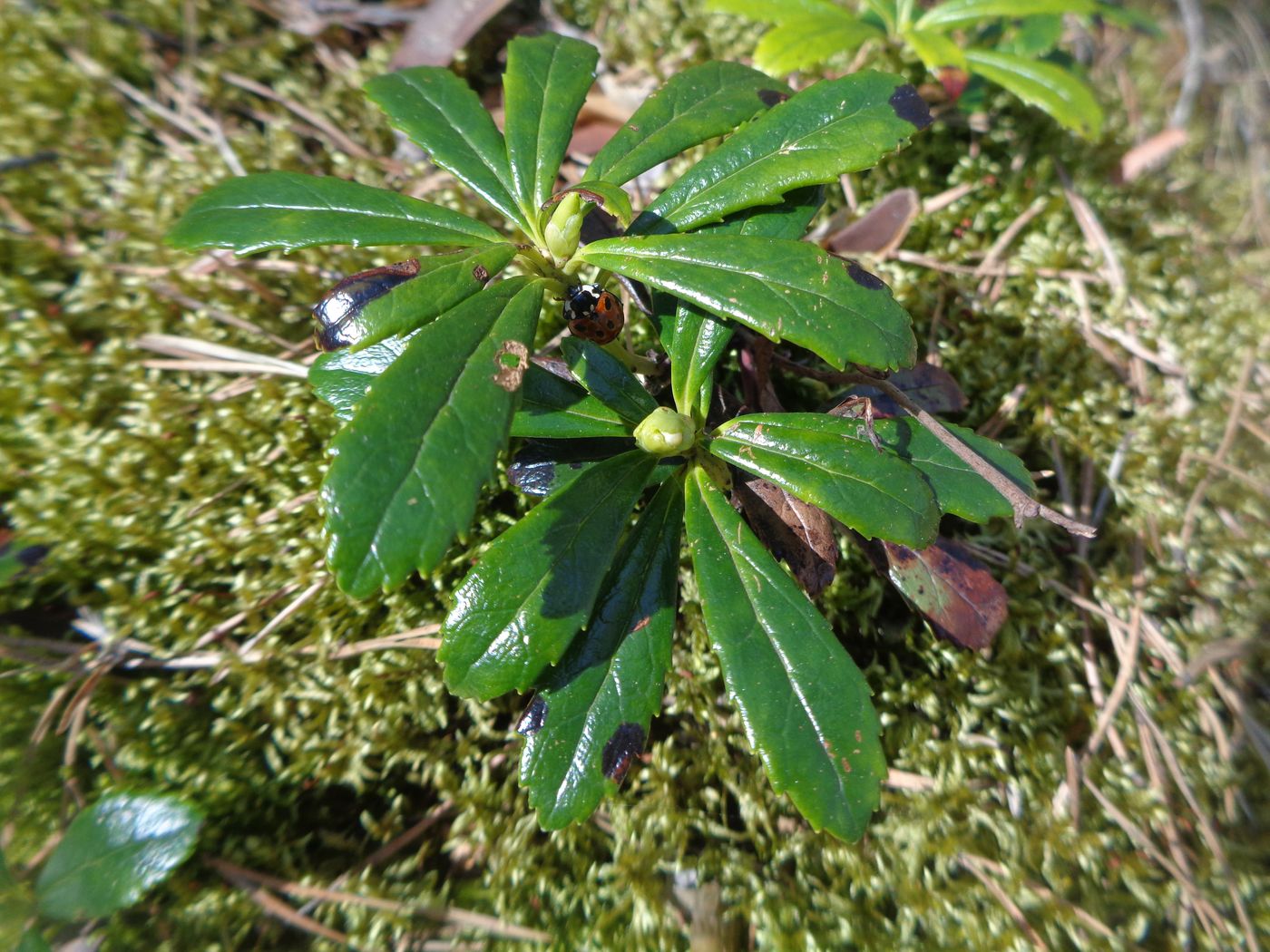 Изображение особи Chimaphila umbellata.