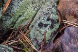 Trapeliopsis viridescens