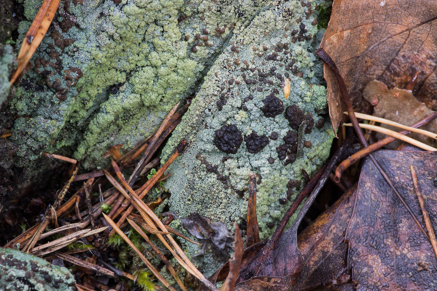 Image of Trapeliopsis viridescens specimen.