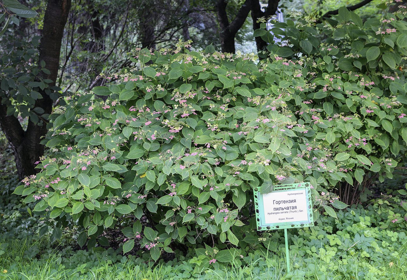 Изображение особи Hydrangea macrophylla ssp. serrata.