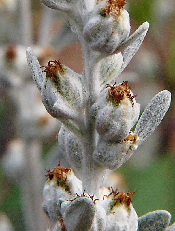 Изображение особи Artemisia stelleriana.