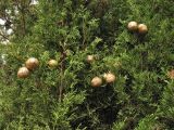 Cupressus sempervirens