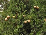 Cupressus sempervirens. Ветви с шишками. Хорватия, Дубровник, гора Srd, разреженный средиземноморский жестколиственный лес. 28 августа 2010 г.