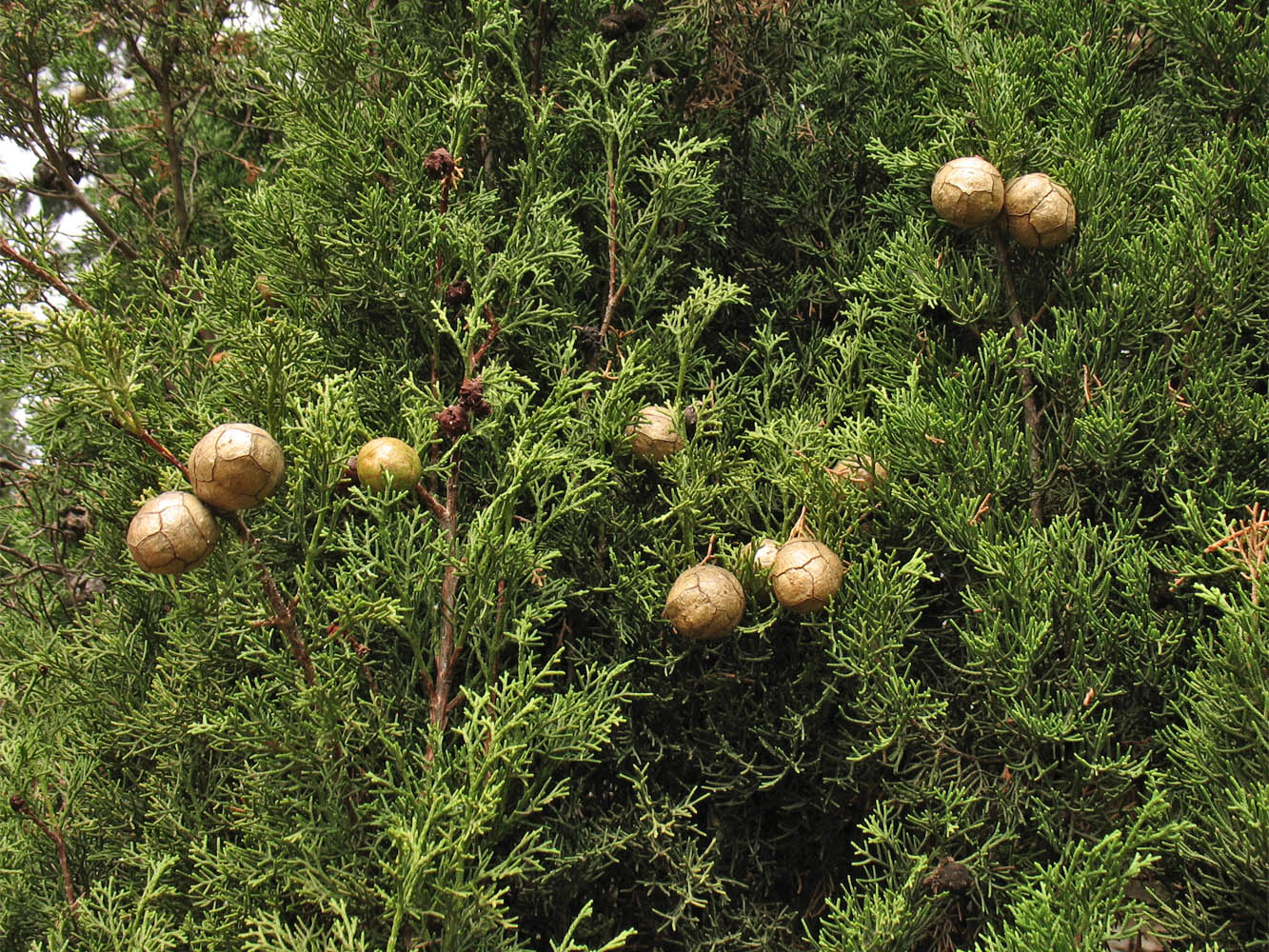 Image of Cupressus sempervirens specimen.