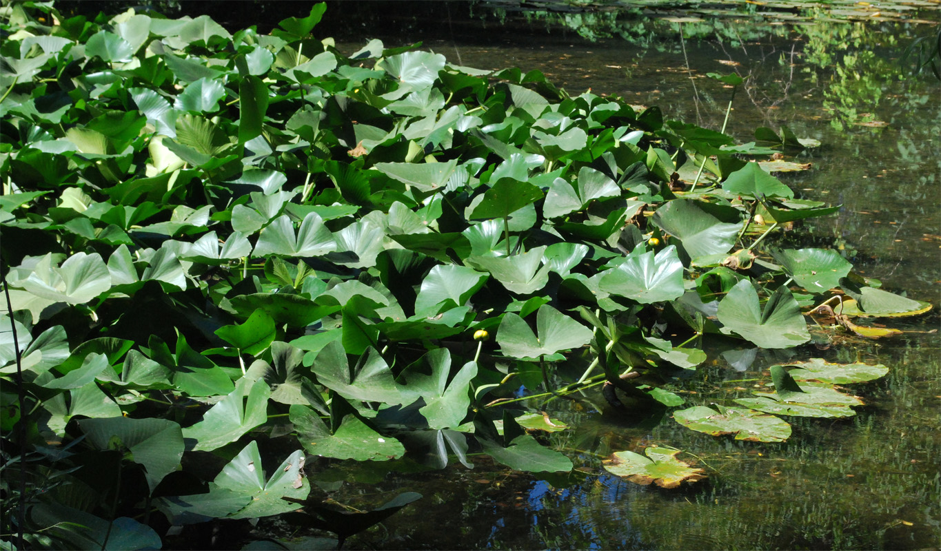 Изображение особи род Nuphar.